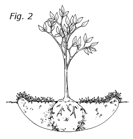 Tree Planting Guide